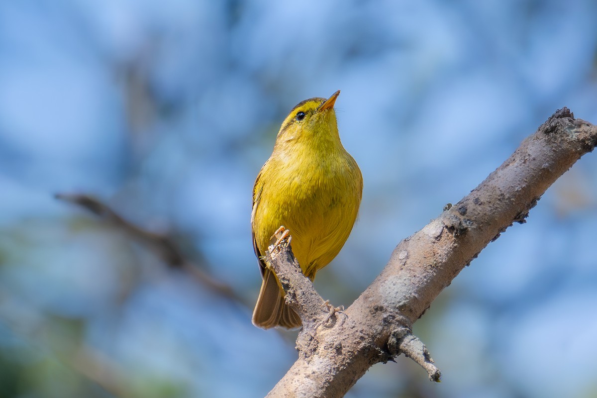 Tickell's Leaf Warbler - ML646726708
