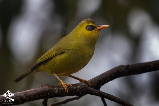 Mountain Black-eye - ML646726709