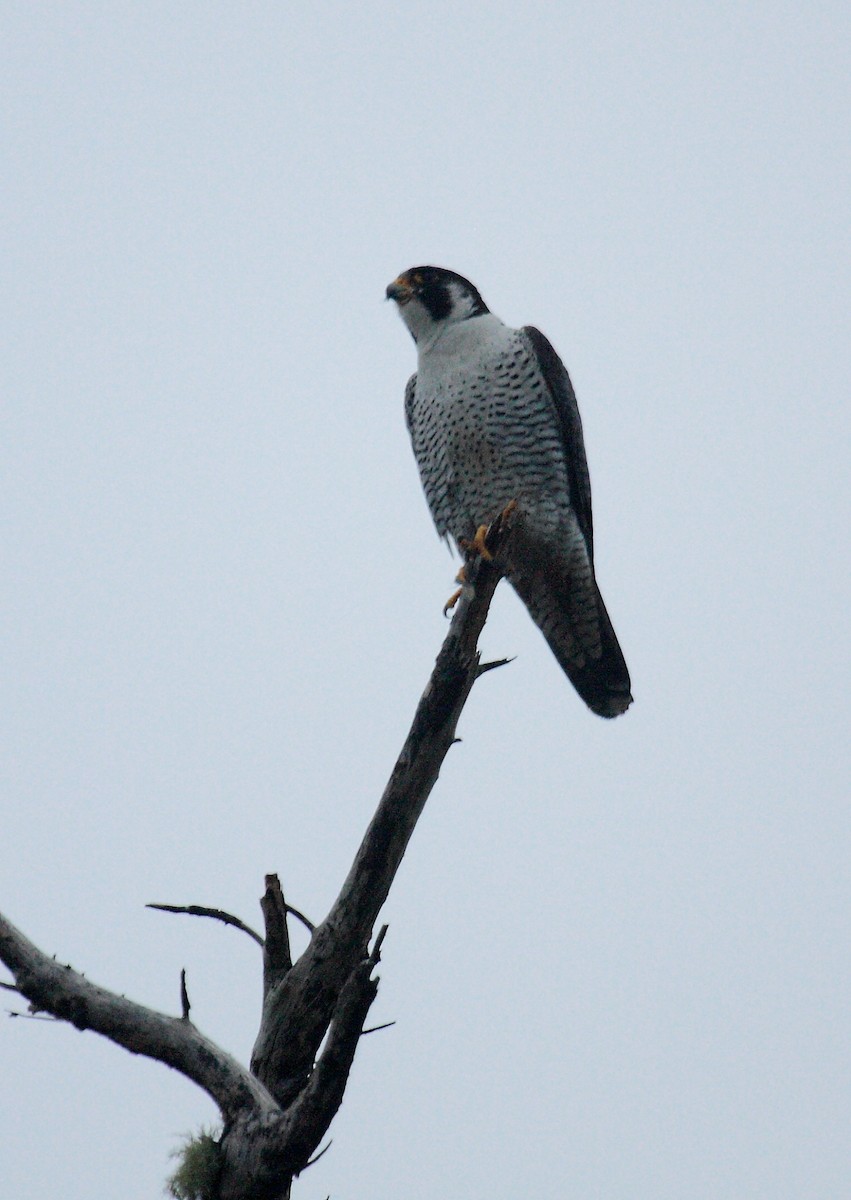 Peregrine Falcon - ML646726715
