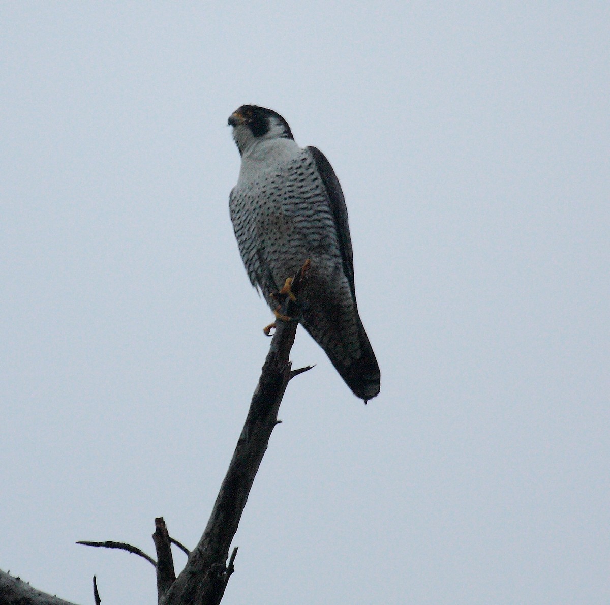 Peregrine Falcon - ML646726723