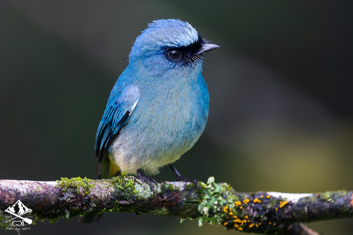 Indigo Flycatcher - ML646726724