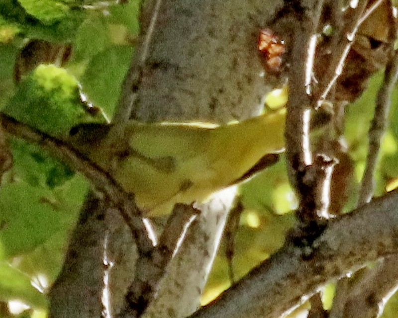 Northern Yellow Warbler - ML646726729