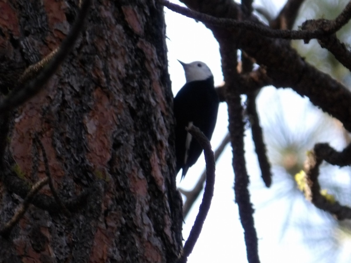 White-headed Woodpecker - ML646726730