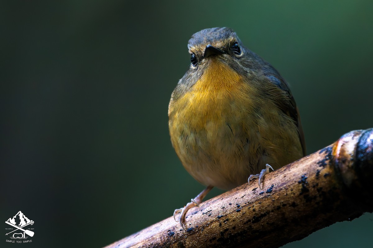 Snowy-browed Flycatcher - ML646726731