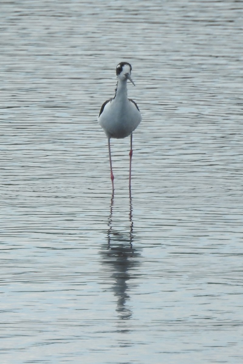 Black-necked Stilt - ML646726732