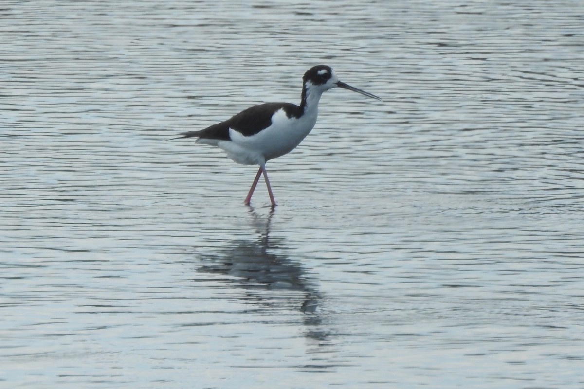 Black-necked Stilt - ML646726733