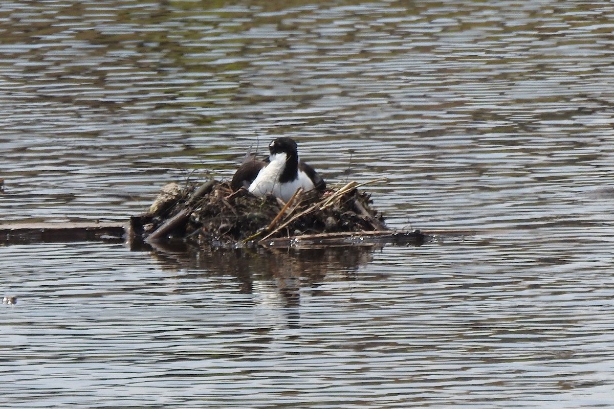 Black-necked Stilt - ML646726734