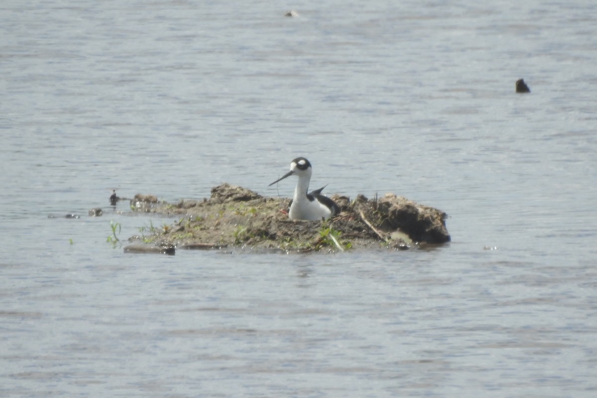 Black-necked Stilt - ML646726735