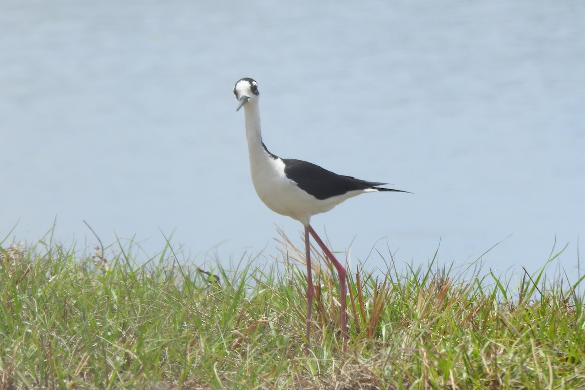 Black-necked Stilt - ML646726736