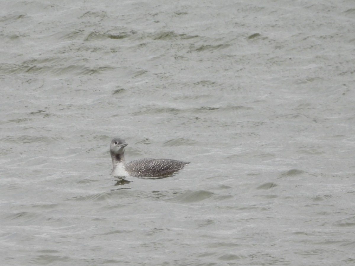 Краснозобая гагара - ML646726738