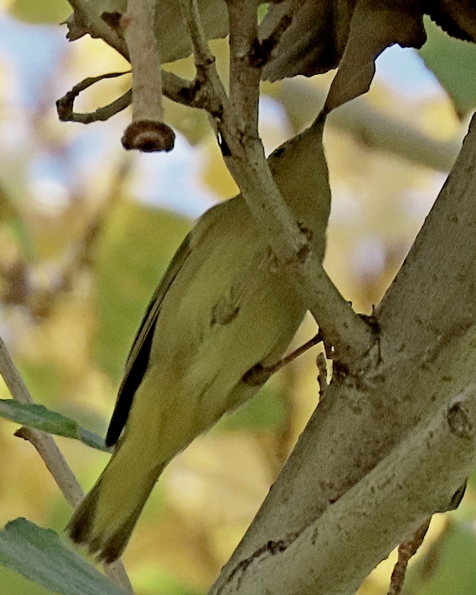 Northern Yellow Warbler - ML646726739