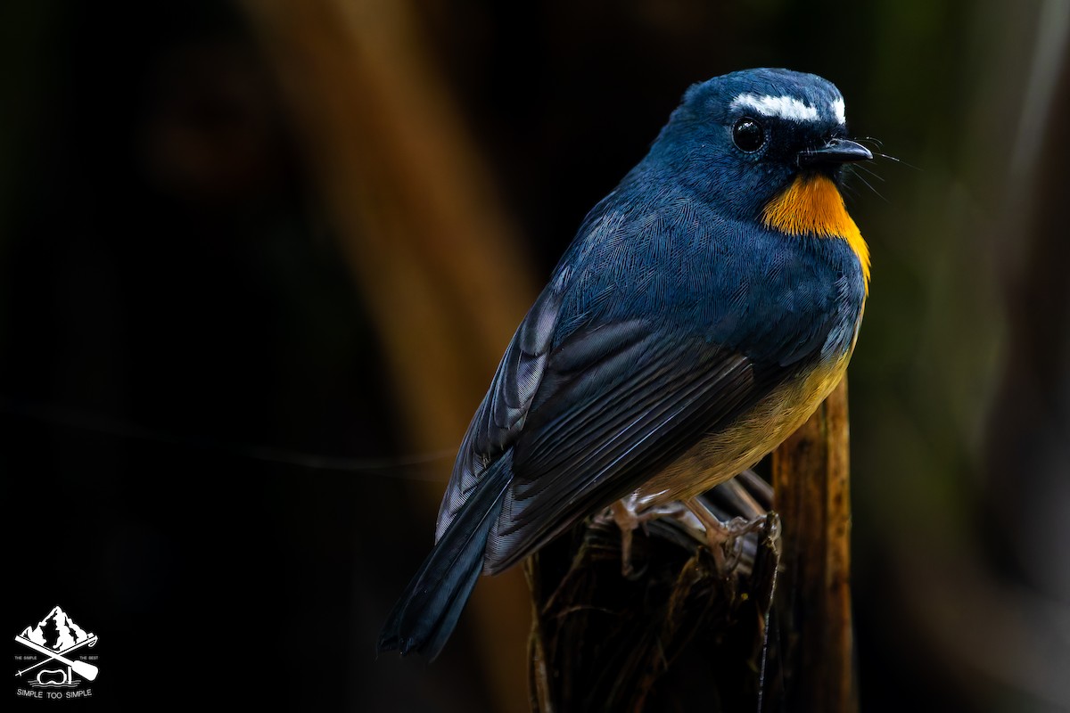 Snowy-browed Flycatcher - ML646726740