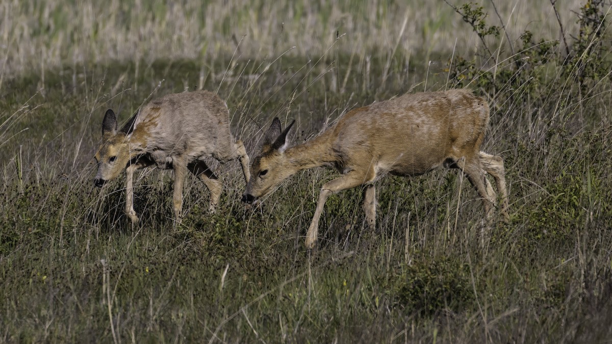European Roe Deer - ML646726741