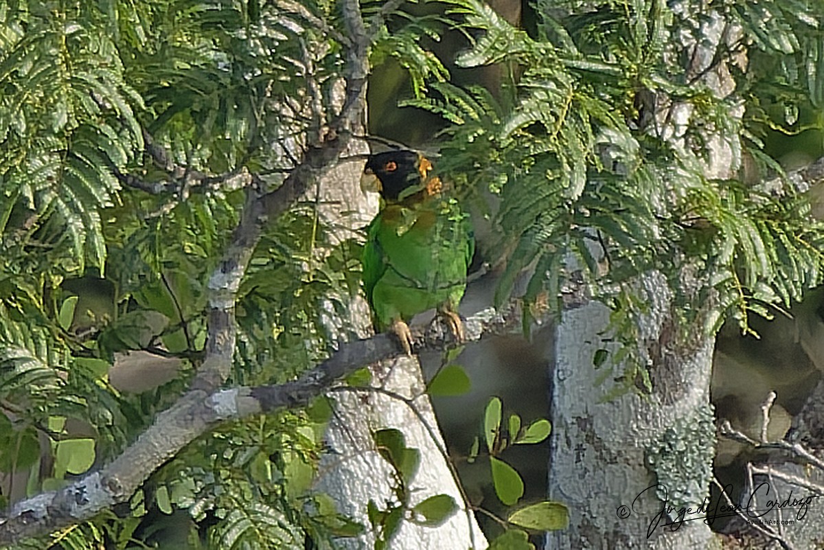 Caica Parrot - ML646726742