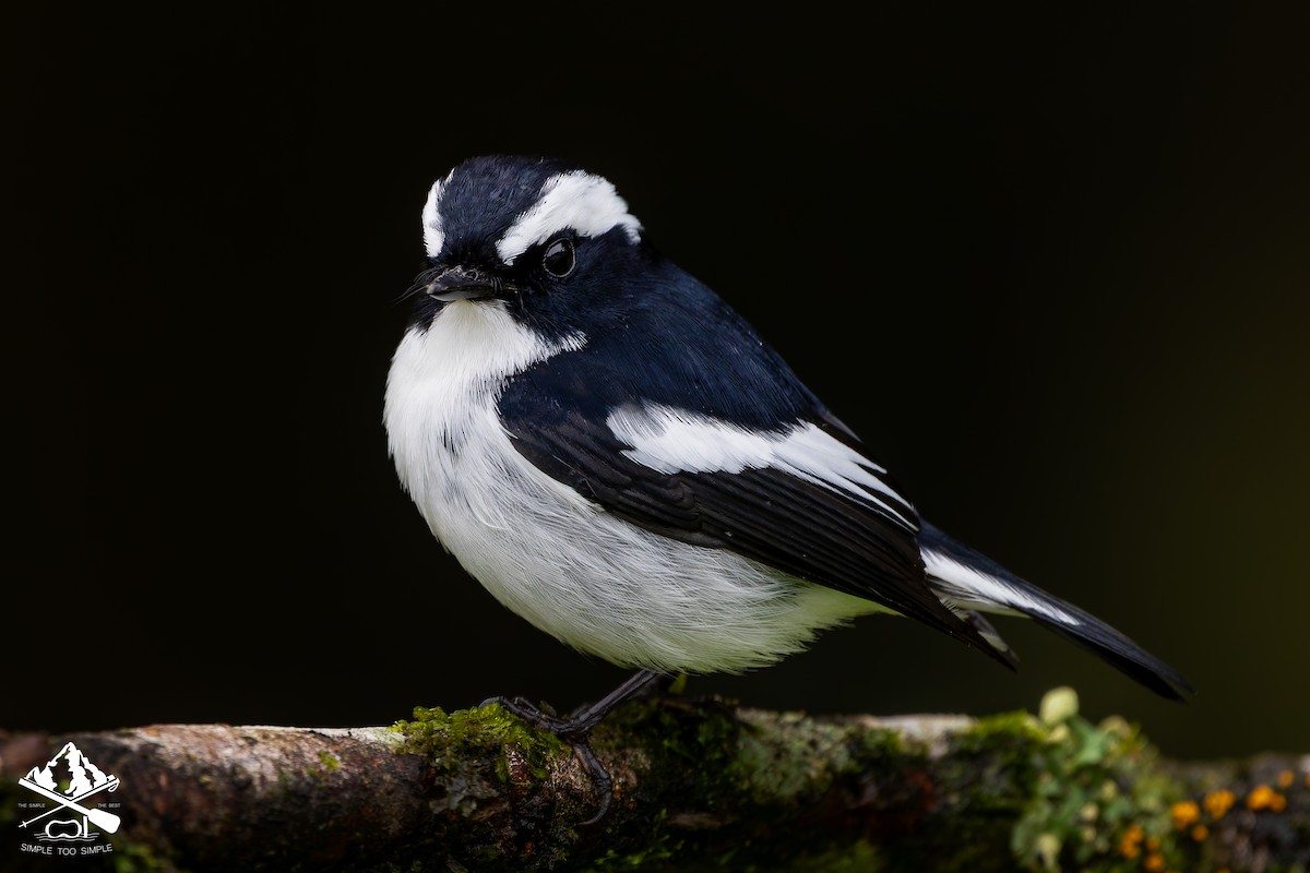 Little Pied Flycatcher - ML646726743