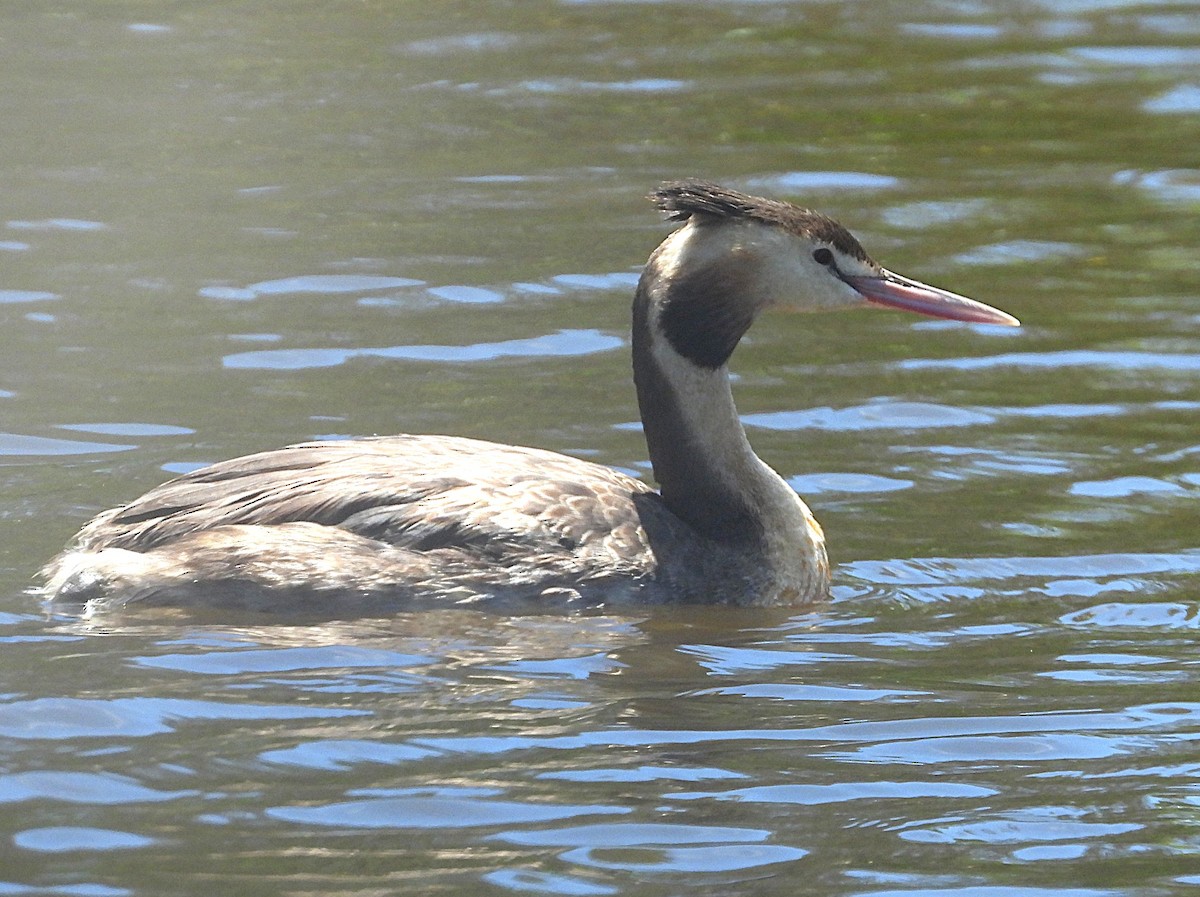 Чомга - ML646726745