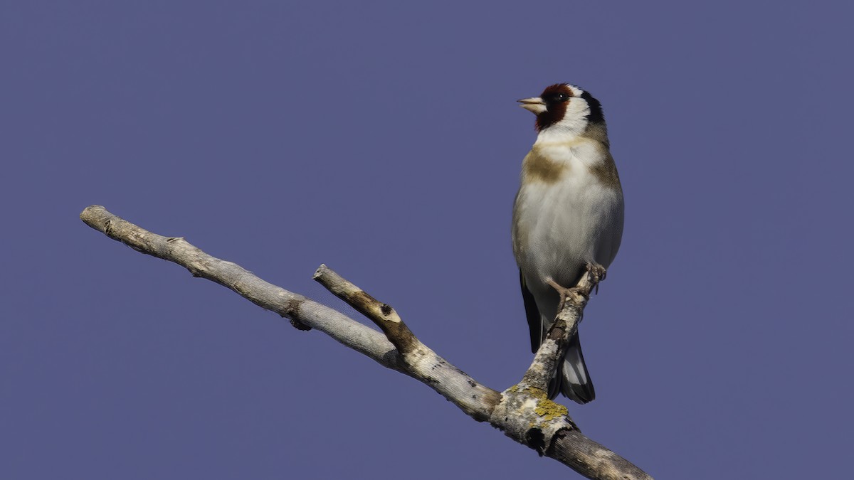 Stieglitz - ML646726747