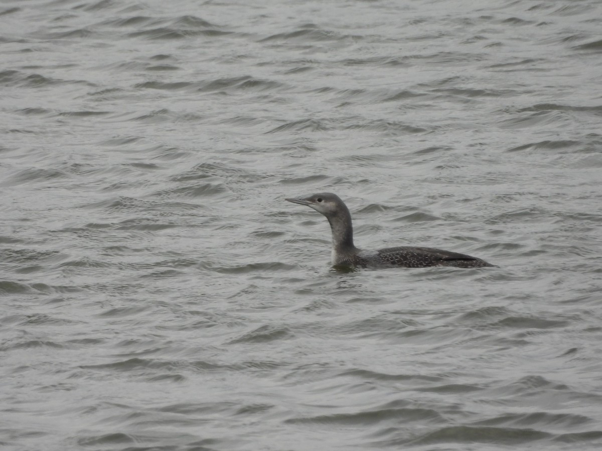 Краснозобая гагара - ML646726749