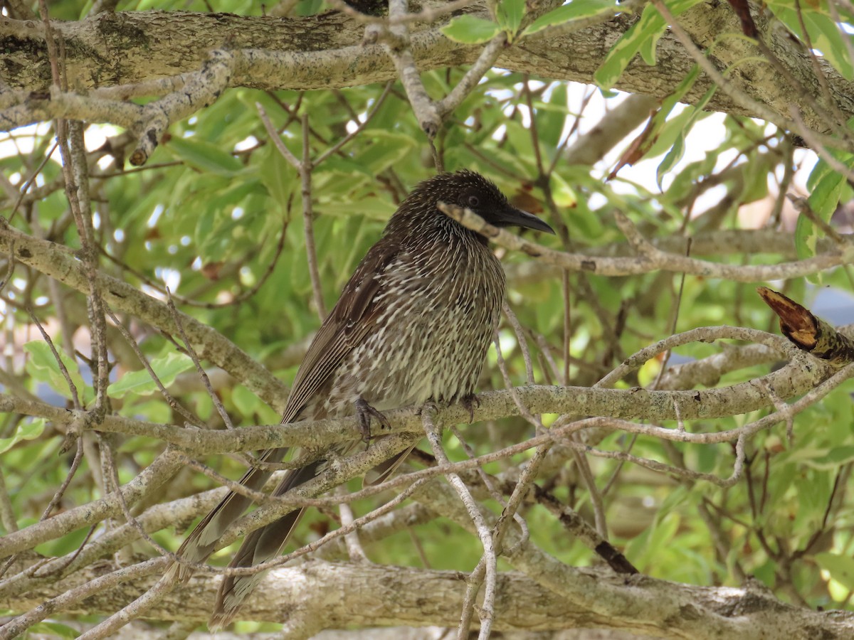 Little Wattlebird - ML646726753