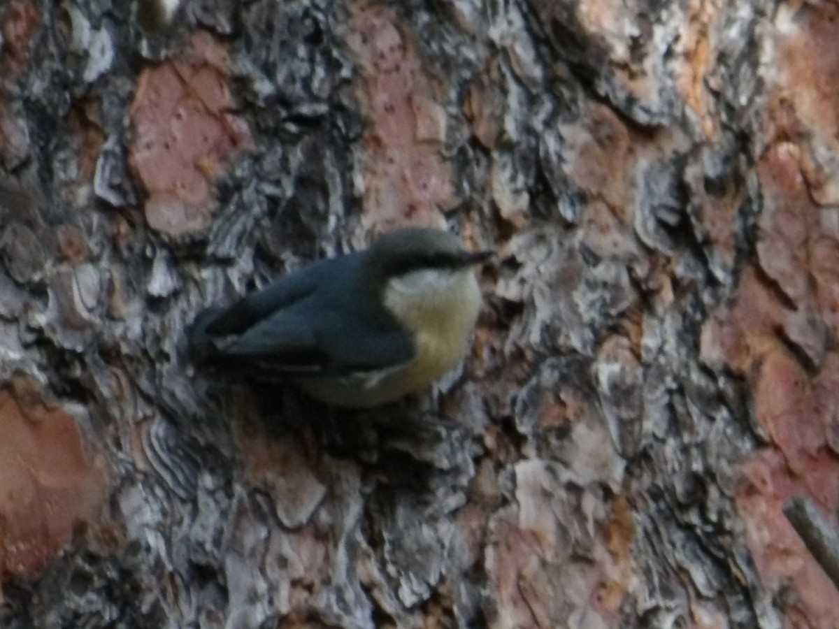 Pygmy Nuthatch - ML646726754