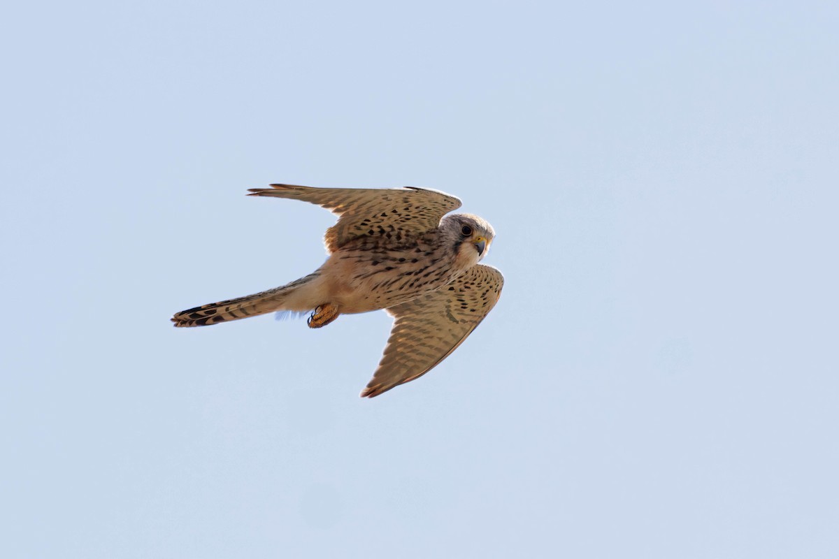 チョウゲンボウ - ML646726756