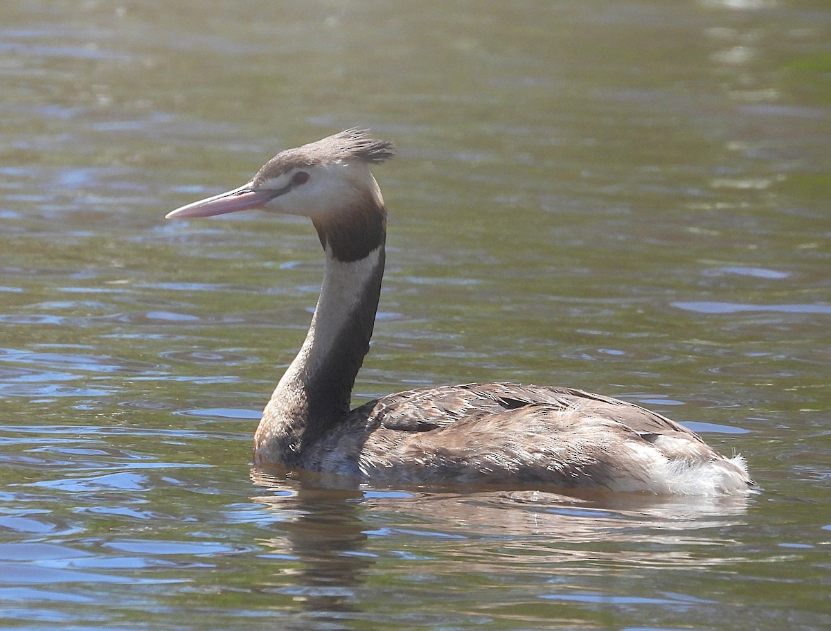 Чомга - ML646726758