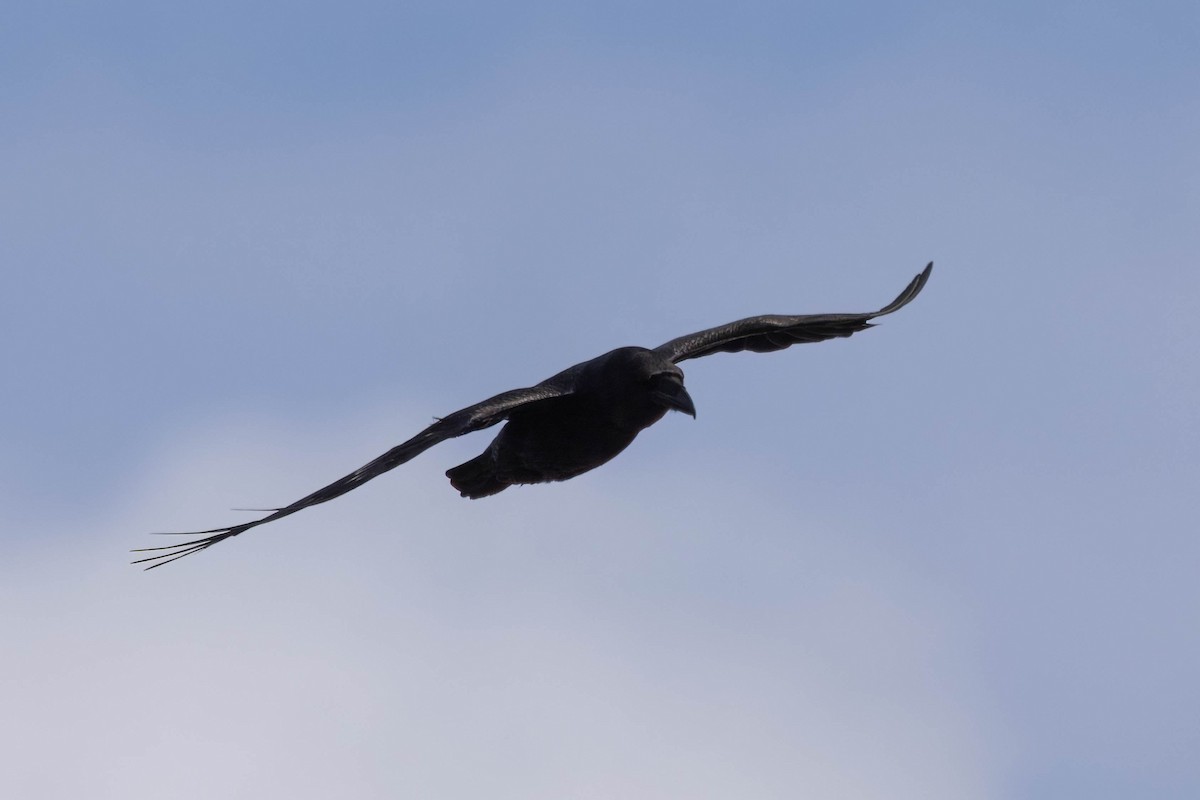 ワタリガラス - ML646726759