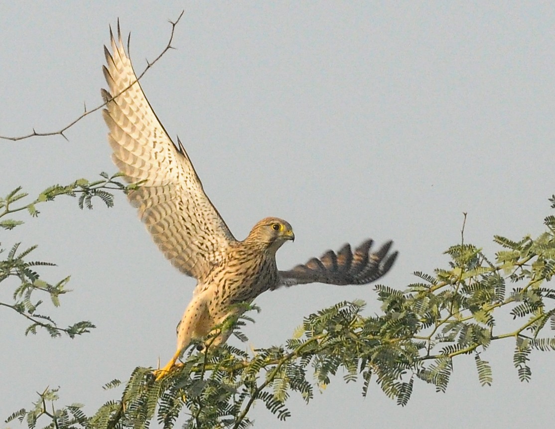 Eurasian Kestrel - ML646726765