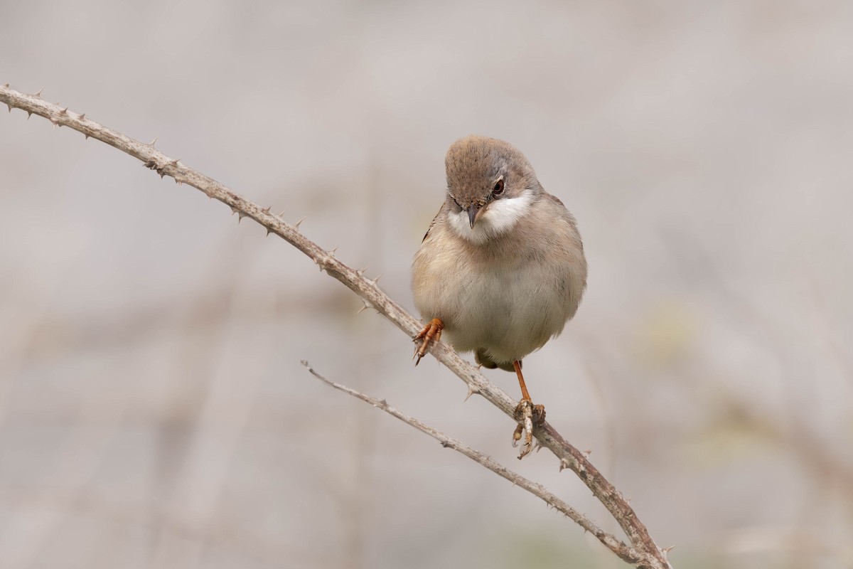 ノドジロムシクイ - ML646726766