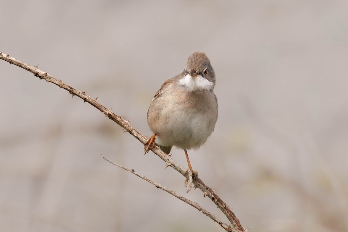 ノドジロムシクイ - ML646726767