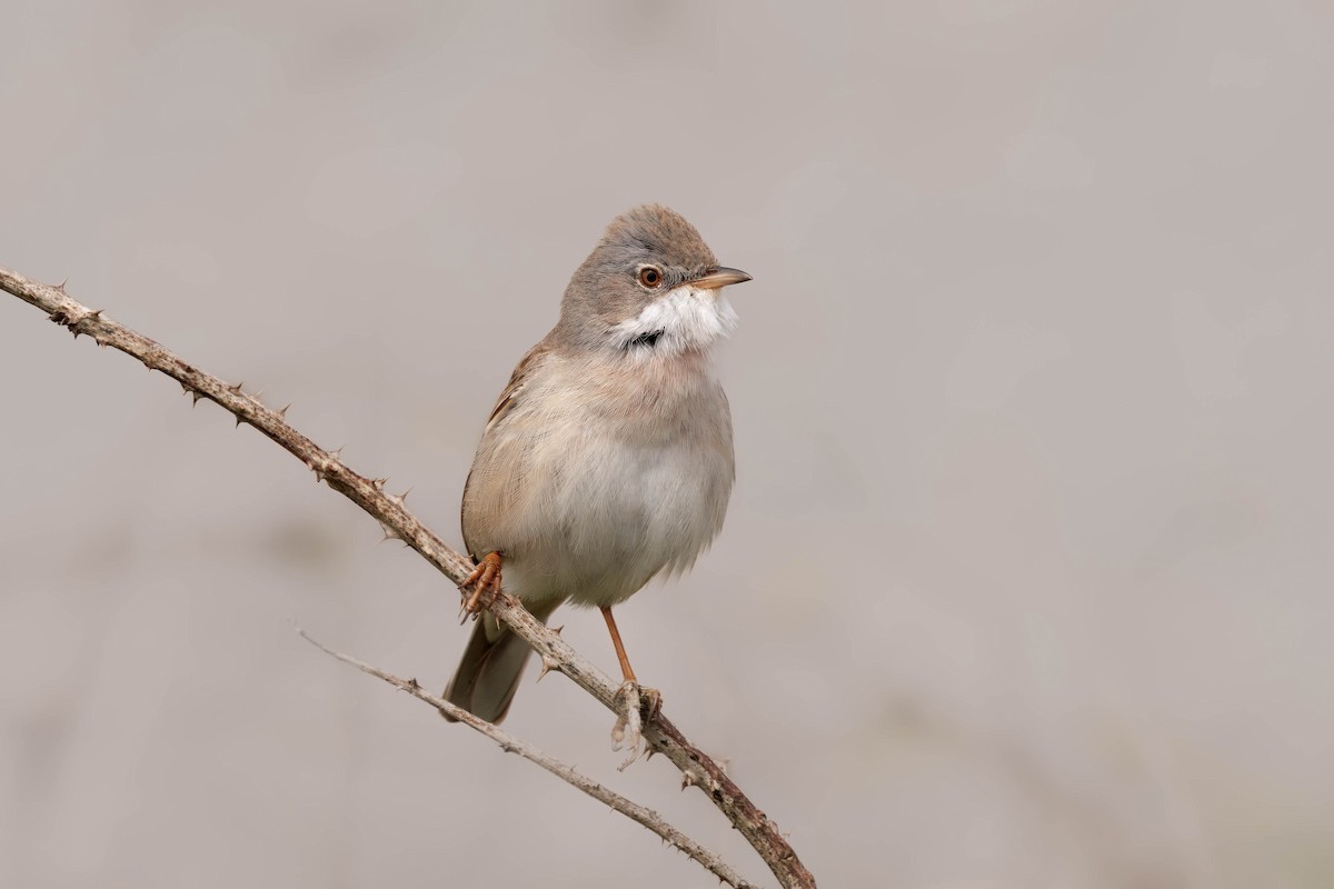 ノドジロムシクイ - ML646726768