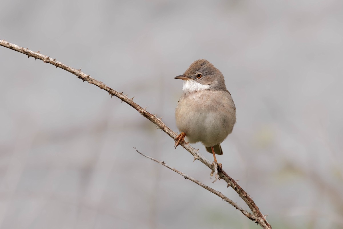 ノドジロムシクイ - ML646726769