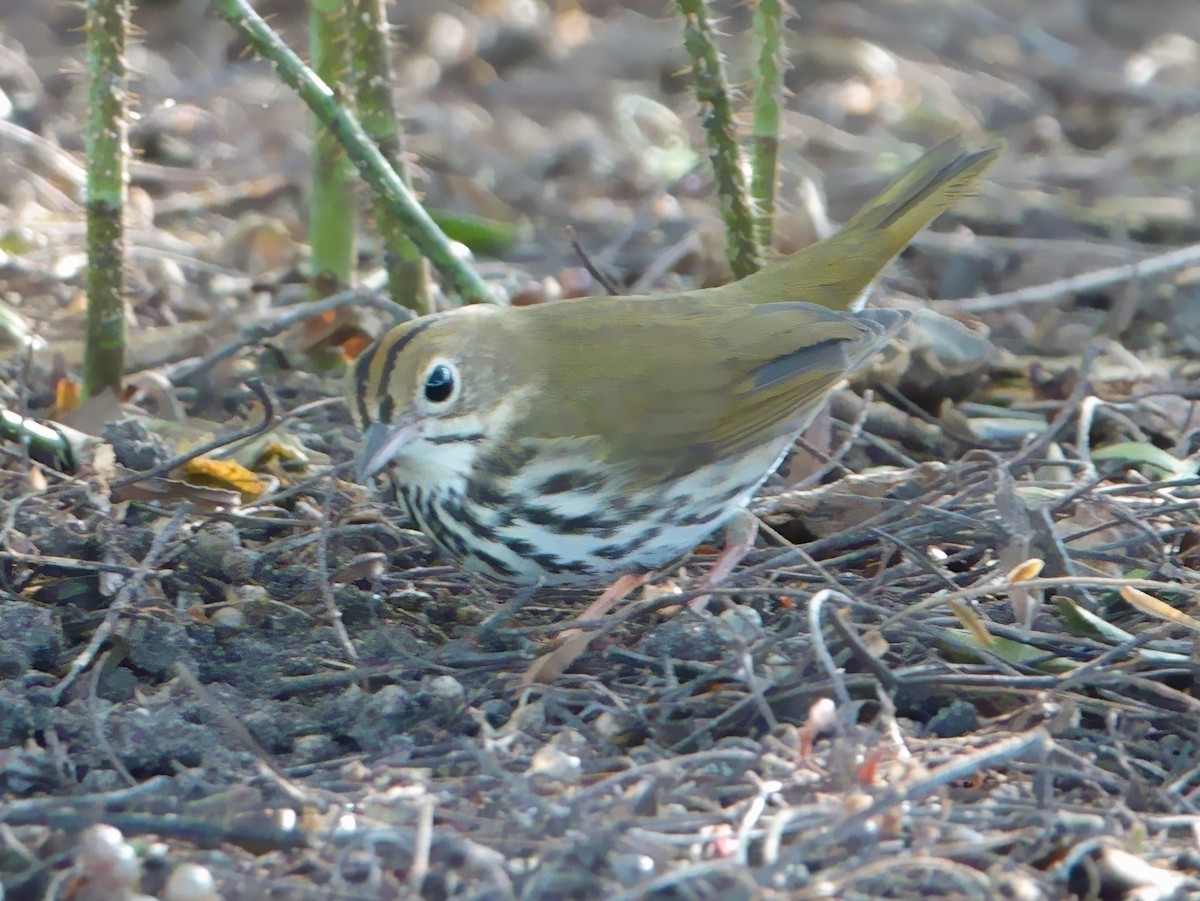 Ovenbird - ML646726771