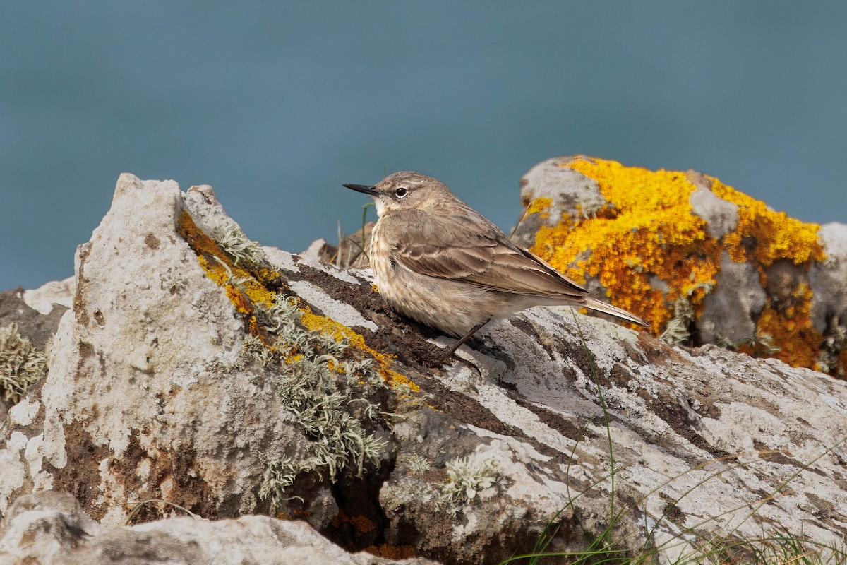 ニシヨーロッパタヒバリ（petrosus／kleinschmidti） - ML646726773