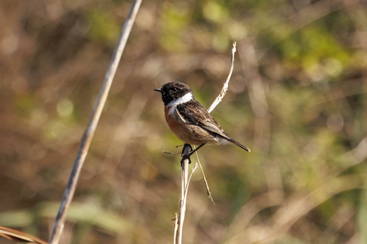 ヨーロッパノビタキ - ML646726774