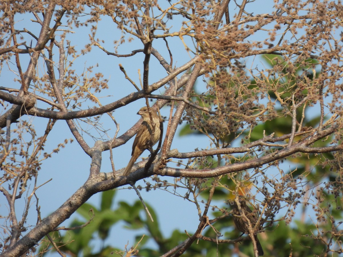 House Finch - ML646726786