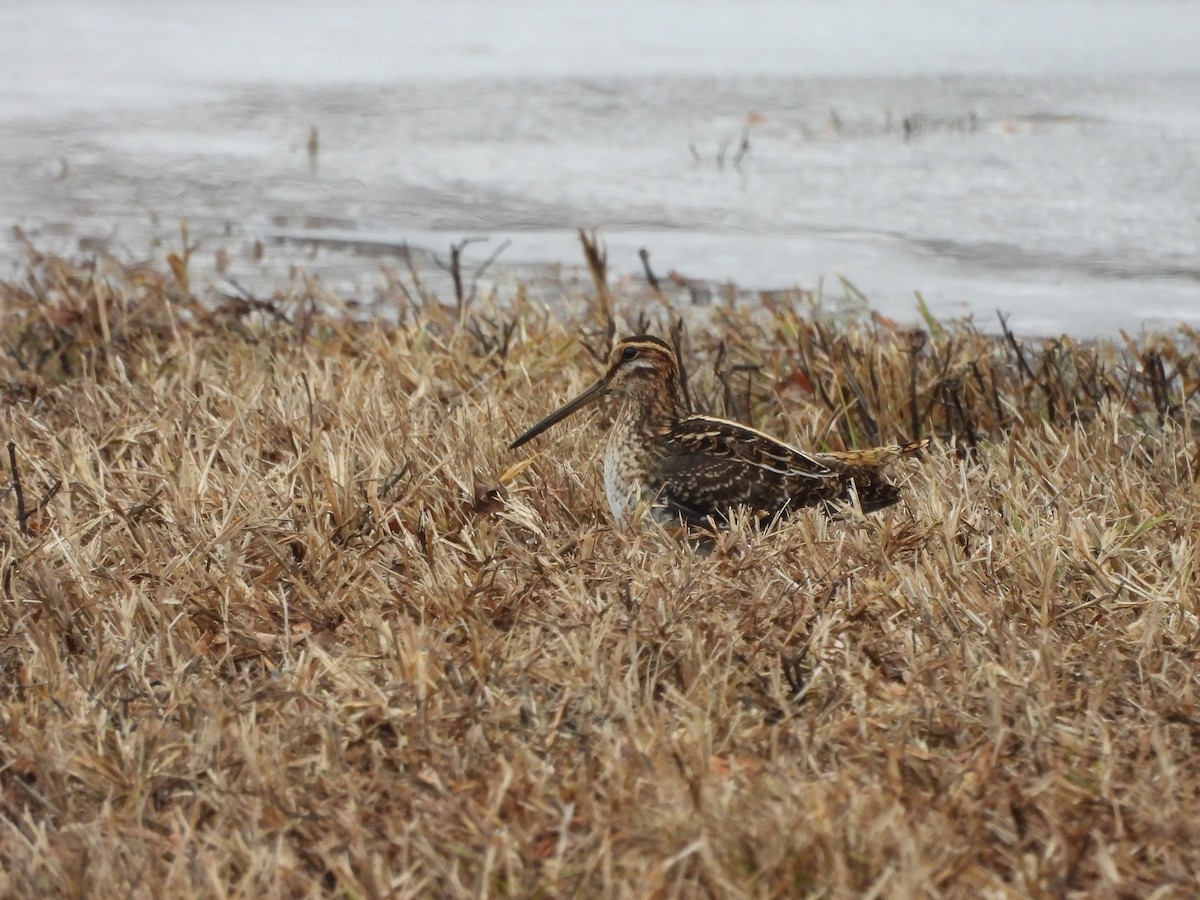 Американский бекас - ML646726787