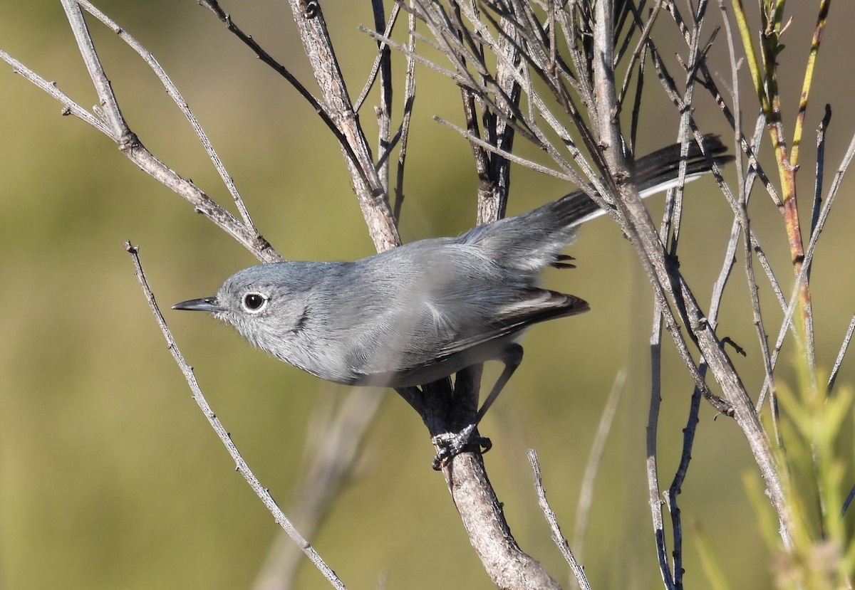 California Gnatcatcher - ML646726789