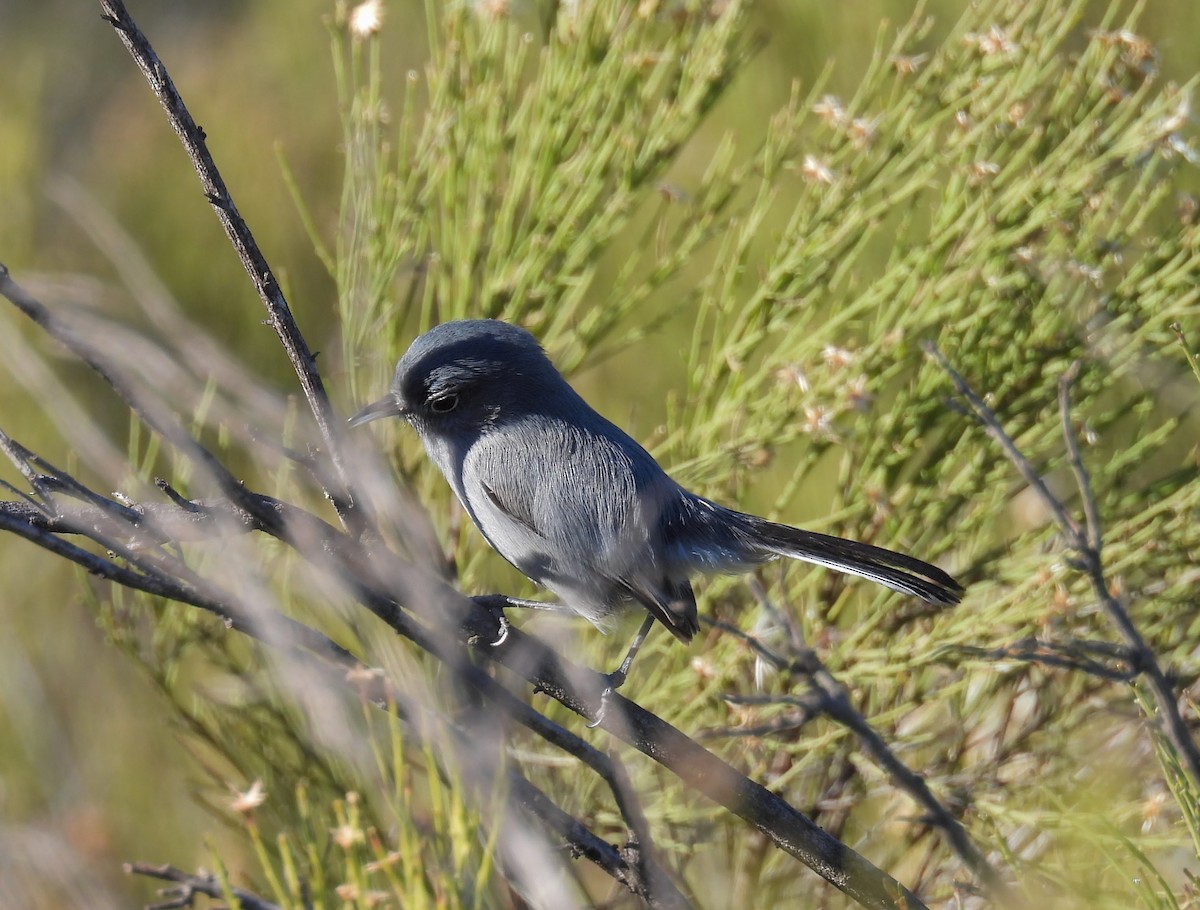 California Gnatcatcher - ML646726790