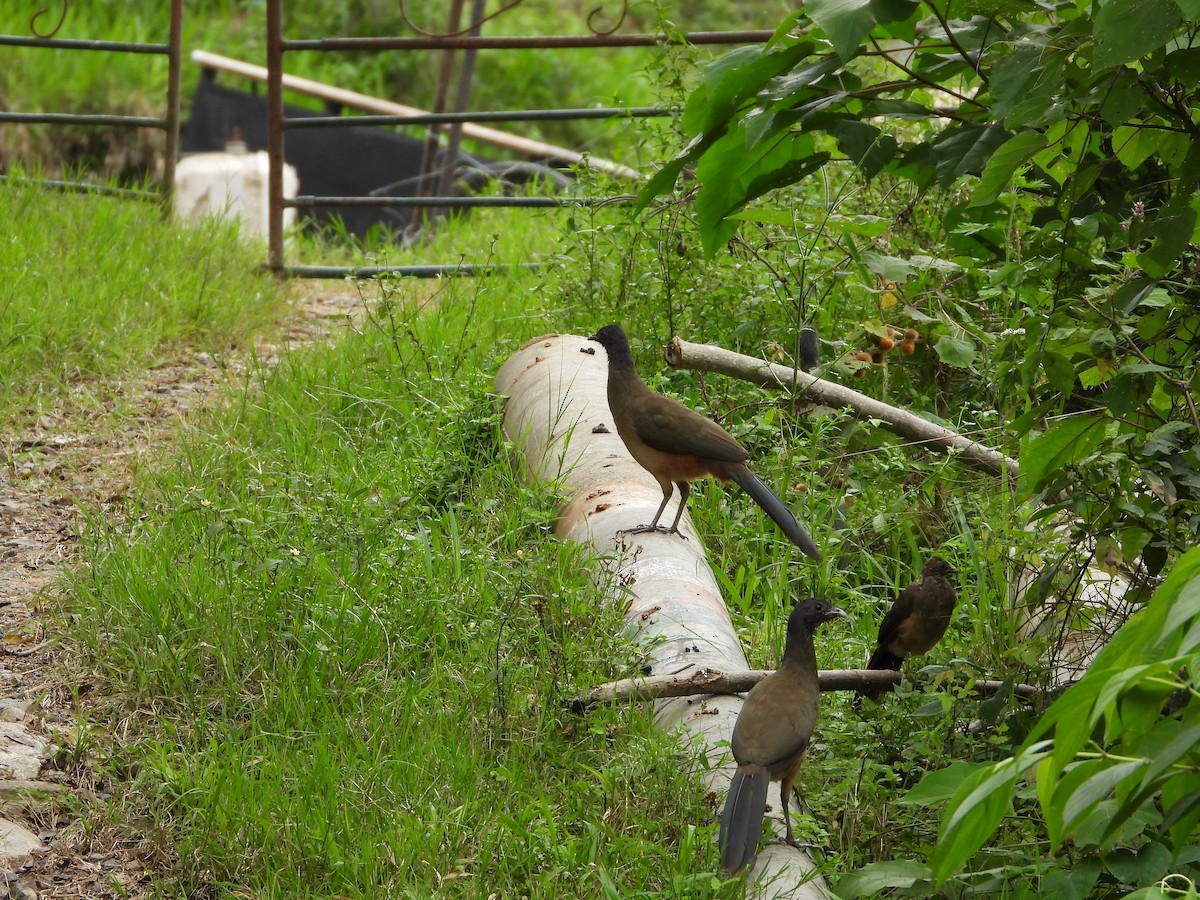Rufous-vented Chachalaca - ML646726791