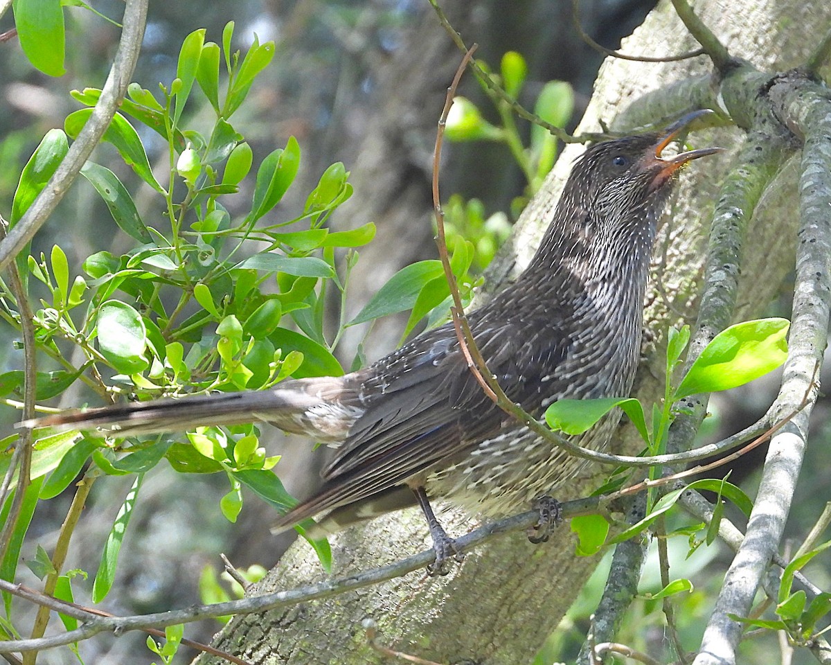 Рыжекрылый серёжкоух - ML646726792
