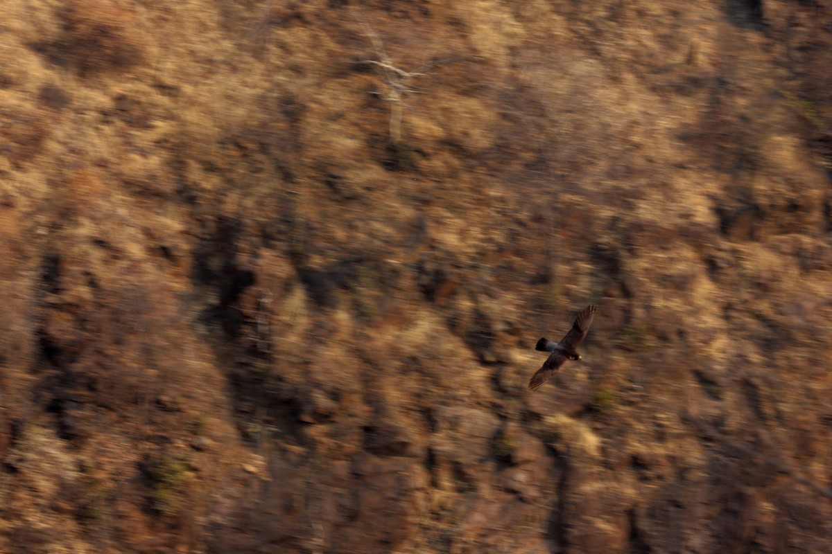 Peregrine Falcon - ML646726796