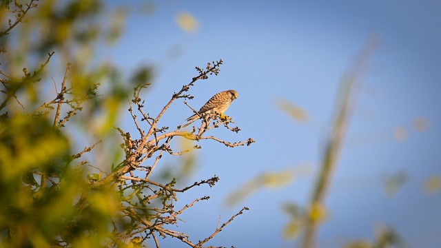 Eurasian Kestrel - ML646726797