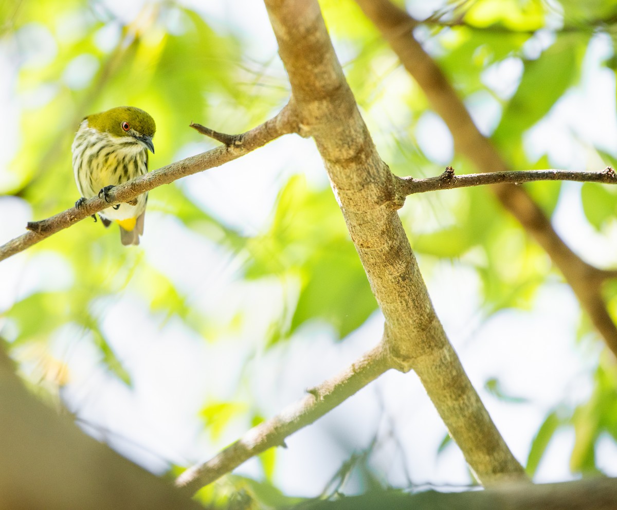 Gelbsteiß-Mistelfresser - ML646726798