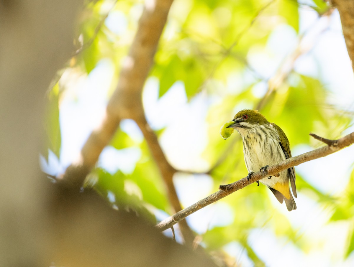 Gelbsteiß-Mistelfresser - ML646726799