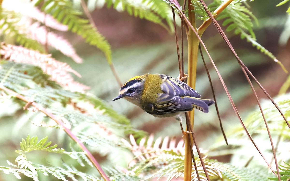 Common Firecrest - ML646726800