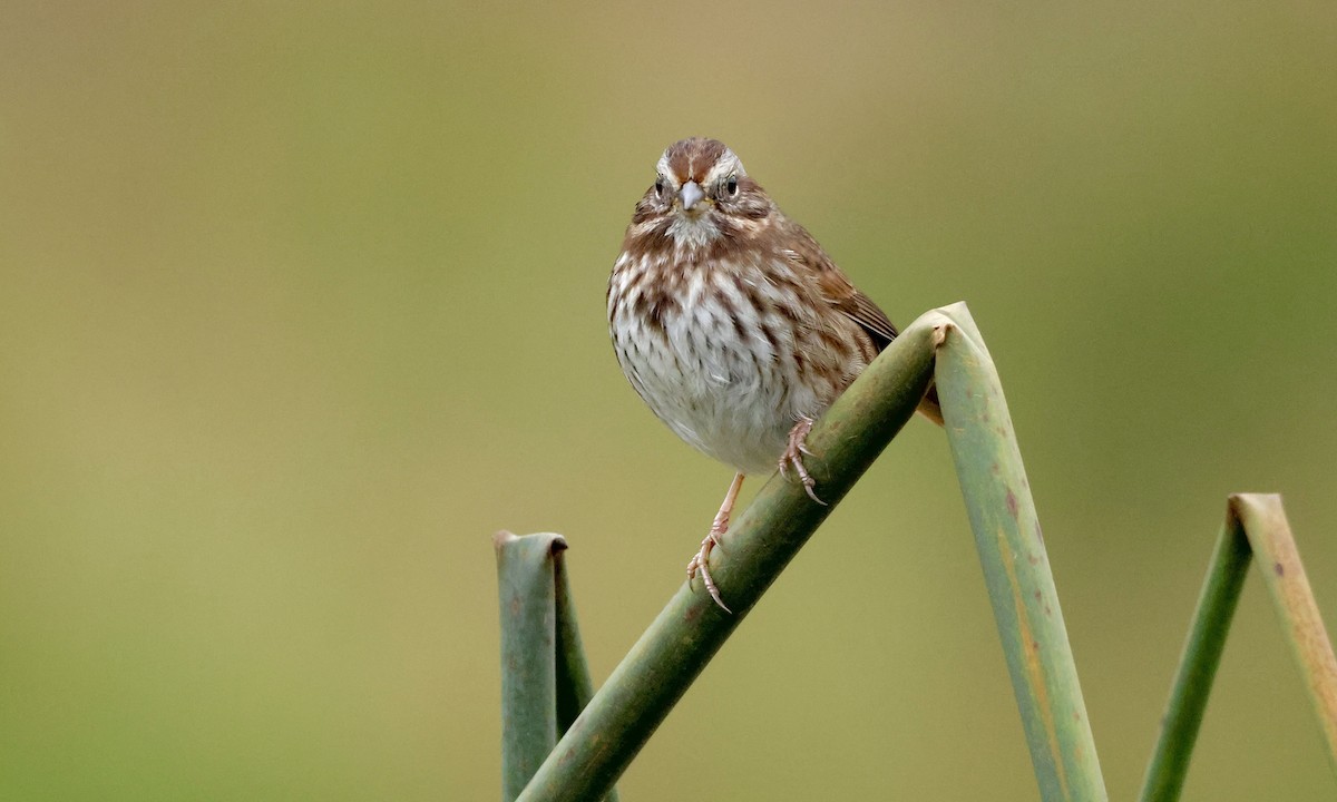 Song Sparrow - ML646726804