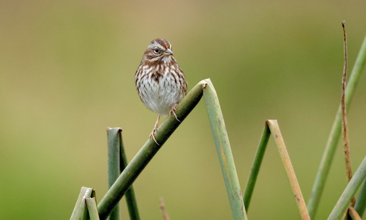 Song Sparrow - ML646726805