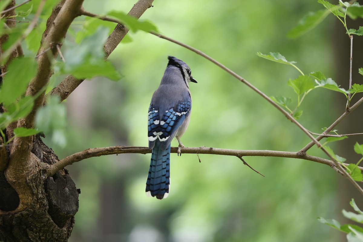 Blue Jay - ML646726806