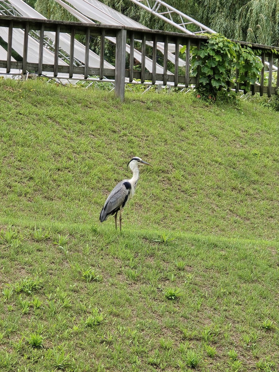 Gray Heron - ML646726807